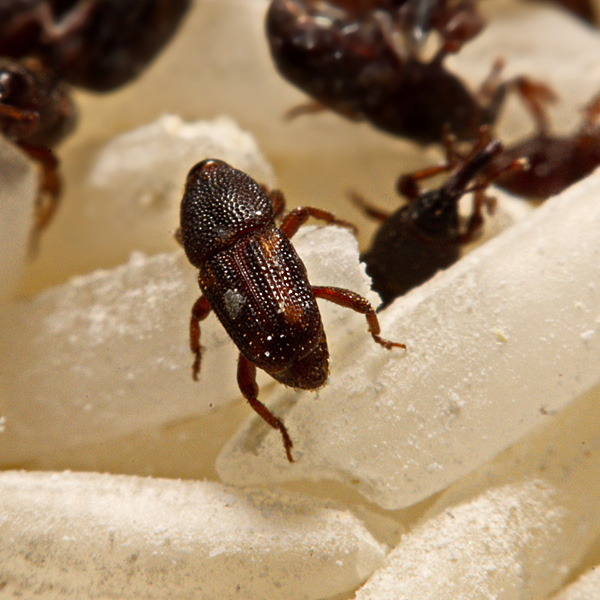 InsektenAnwendungsbereiche PEMA Innotech